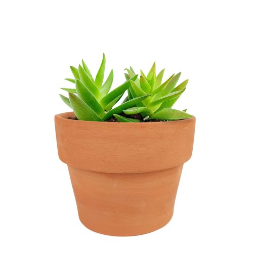 Crassula Red Pagoda for sale, Crassula Red Pagoda care, succulents garden, succulent subscription, succulents store in CA, succulents shop in California, Succulents shop near me, succulent plant