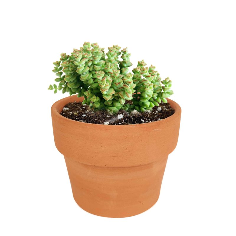 cassula tom thumb in California, How to grow cassula tom thumb, crassula, crassula plant, crassula succulent, crassula types, crassula varieties, types of crassula, crassula species, crassulas, succulent crassula