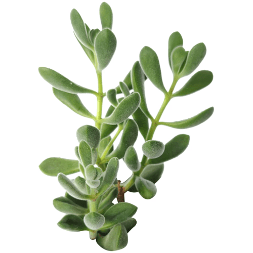 Crassula Congesta Green Beans Succulent, Crassula Congesta Succulent, Crassula Pachyphylla, Congesta Succulent, Green Beans Live Succulent Plant, Succulents for Sale, Buy Crassula Succulent Plants, Shop Succulents in California, Indoor Succulents, crassula, crassula plant, crassula succulent, crassula types, crassula varieties, types of crassula, crassula species, crassulas, succulent crassula