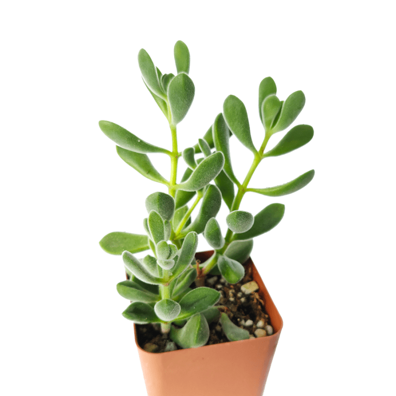 CRASSULA CONGESTA GREEN BEANS removebg preview