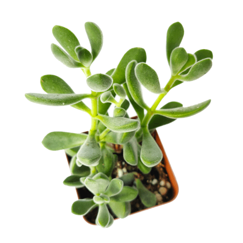 CRASSULA CONGESTA GREEN BEANS 1 removebg preview