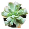 Echeveria Culibra for sale, Succulents, how to grow succulents, succulent care tips, Succulents shop near me, indoor succulents, succulent plant, succulents shop in California, succulent care, Echeveria Culibra Succulent in California, How to grow Echeveria Culibra Succulent, Succulents for thanksgiving, Thanksgiving succulents gift, echeveria, echeveria succulent, echeveria types, succulent echeveria, buy succulents online, succulent shop, succulent store, echeveria plant, indoor succulents