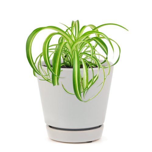 CURLYSPIDERPLANT BONNIE 10