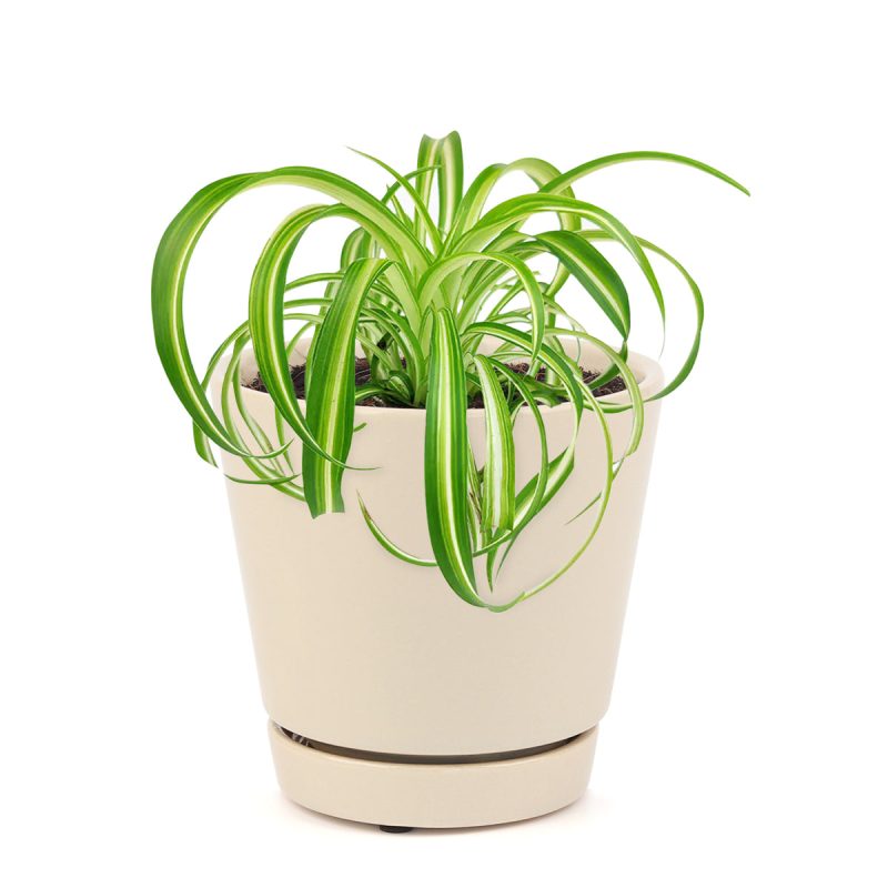 CURLYSPIDERPLANT BONNIE 8