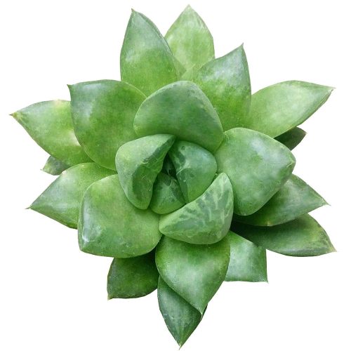 Haworthia Cuspidata plant, succulent care, monthly succulents, succulent care guide, succulents store in CA, succulents garden, succulent care tips, cactus, Rare succulents, Haworthia Cuspidata in California, How to grow Haworthia Cuspidata. indoor succulents