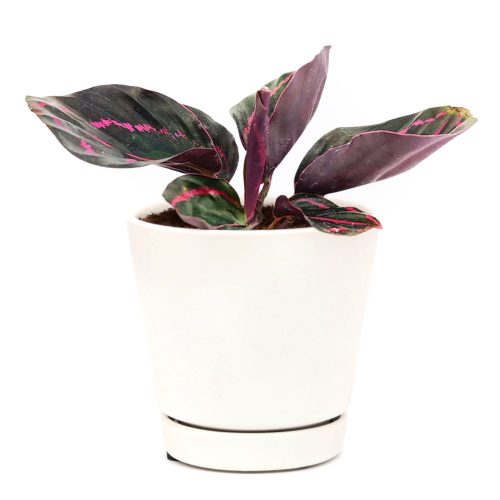 calathea dottie, calathea roseopicta dottie, calathea roseopicta “dottie”, how to take care calathea dottie plant, calathea 'roseopicta - dottie', calathea ‘dottie’