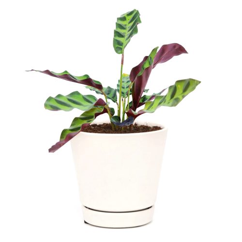 rattlesnake plant, calathea lancifolia, rattlesnake plant care, calathea rattlesnake plant, calathea lancifolia care, rattlesnake plant calathea lancifolia, calathea rattlesnake plant care, how to care for rattlesnake plant