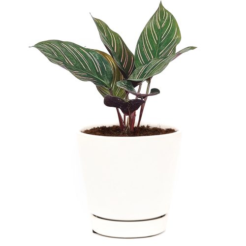 Calathea Ornata, houseplant gift ideas, how to care for Calathea Ornata, Calathea Pinstripe, colorful houseplant