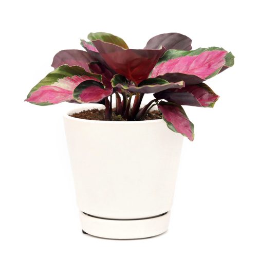 Calathea Rosy, Calathea Roseopicta, houseplants with pink foliage, Pink Calathea, colorful houseplants, Calathea Rosy care guide