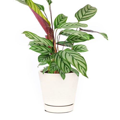 Calathea Setosa, Compact star Plant, Zebra Plant, Prayer Plant, Never Never Plant, how to care for Calathea Setosa, colorful houseplants