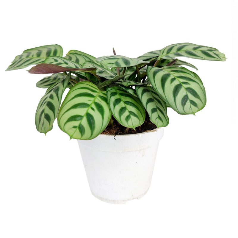 CalatheaBurleMarx 4 16.45 1