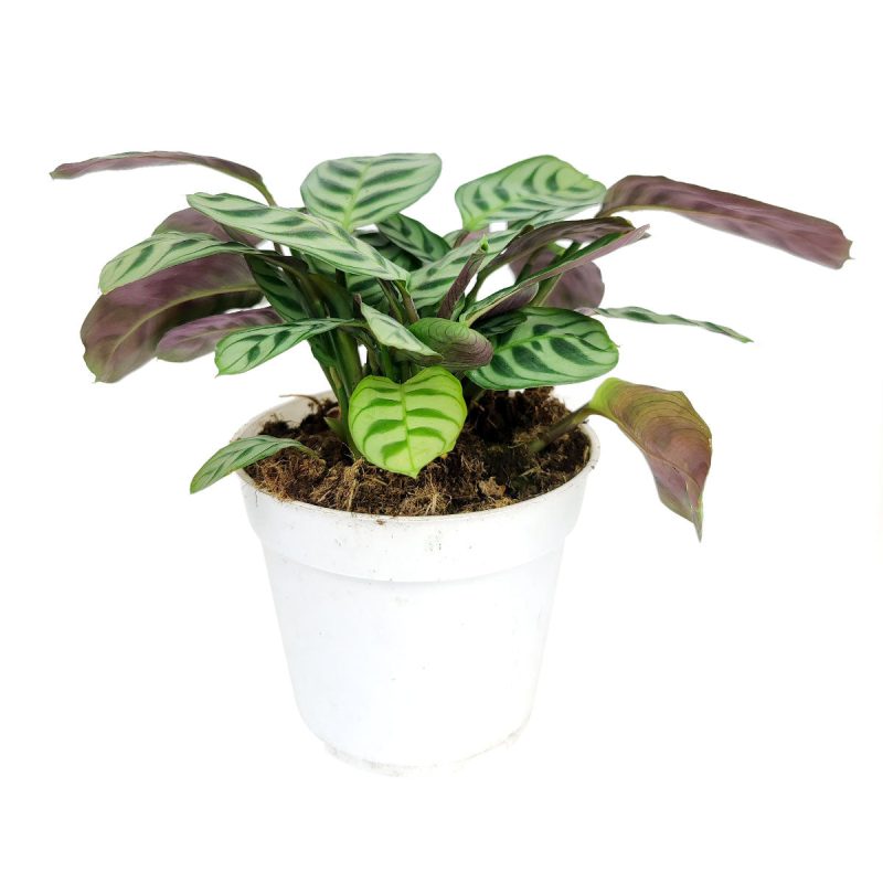 CalatheaBurleMarx 4 16.45 1 e4b3e2a5 584b 4959 8df3 60a4aebf49f9