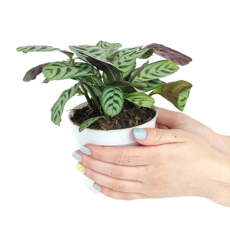 Calathea Burle Marx, Calathea houseplants, medium light houseplants, best place to buy house plants