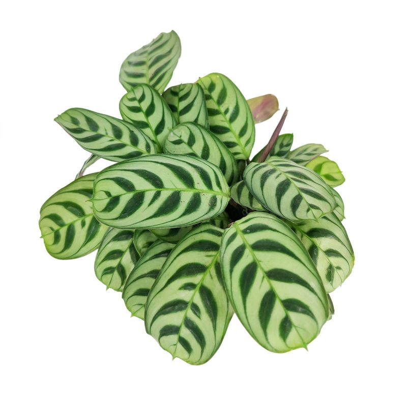 CalatheaBurleMarx 6 26.95