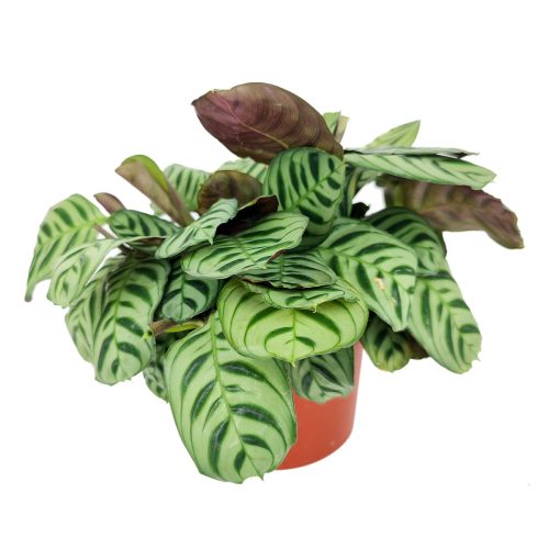 CalatheaBurleMarx 6 26.95 1