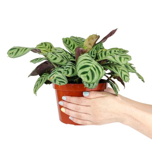 CalatheaBurleMarx 6 26.95 2