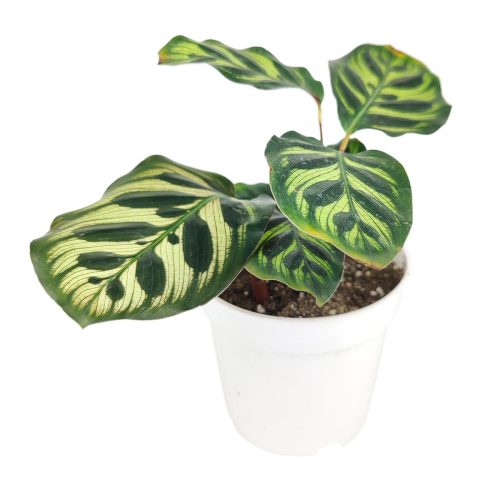 CalatheaMakoyanaPeacockPlant