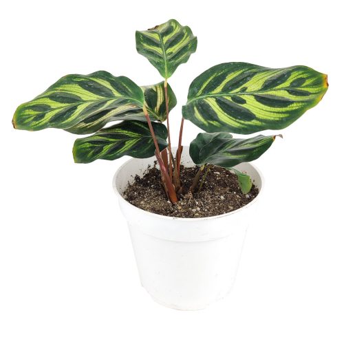 CalatheaMakoyanaPeacockPlant 2861b71c ac2d 4719 8944 e0c86549b94f