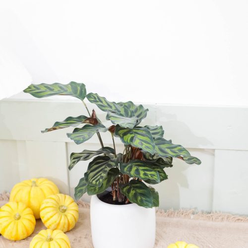 CalatheaMakoyanaPeacock 6