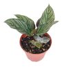 Calathea Ornata, Calathea Pinstripe, how to care for Calathea Ornata, colorful houseplant, houseplant gift ideas