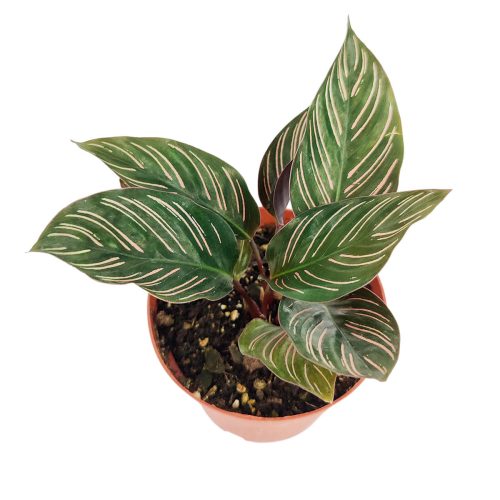 CalatheaOrnata 4 18.75 1