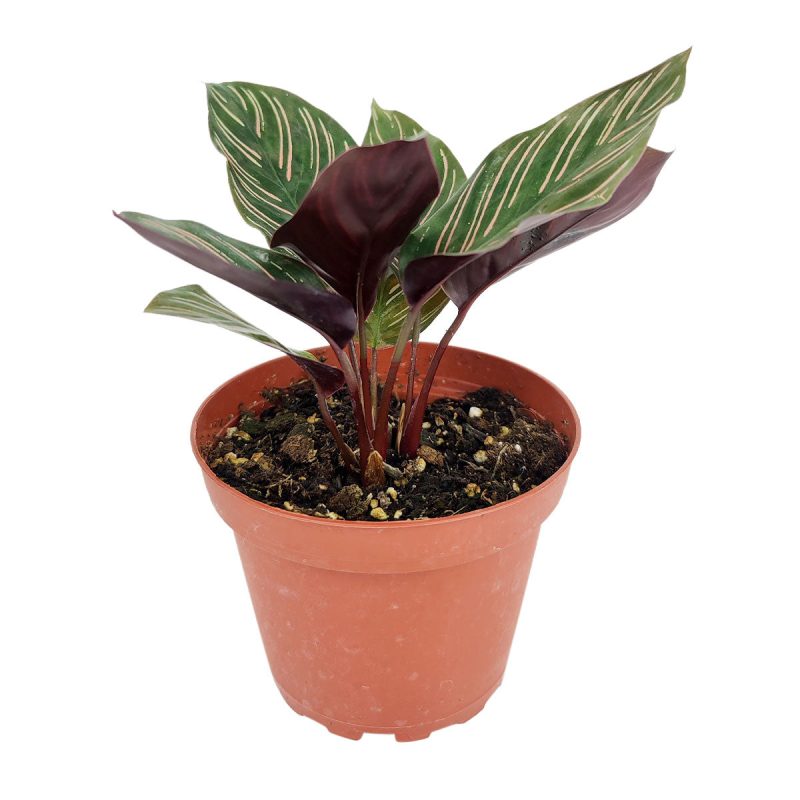 CalatheaOrnata 4 18.75 2