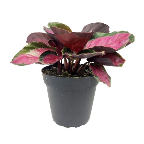 CalatheaRosy 4inch 16.50