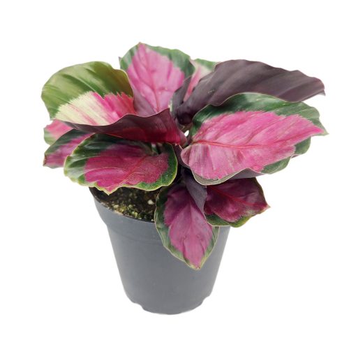 Calathea Rosy, Calathea Roseopicta, Pink Calathea, colorful houseplants