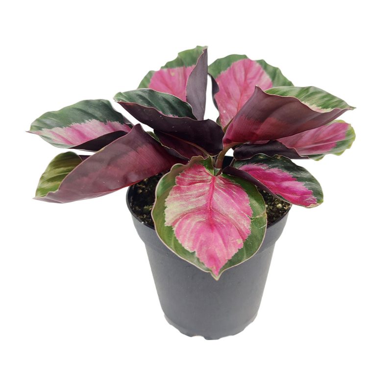 CalatheaRosy 4inch 16.50 2