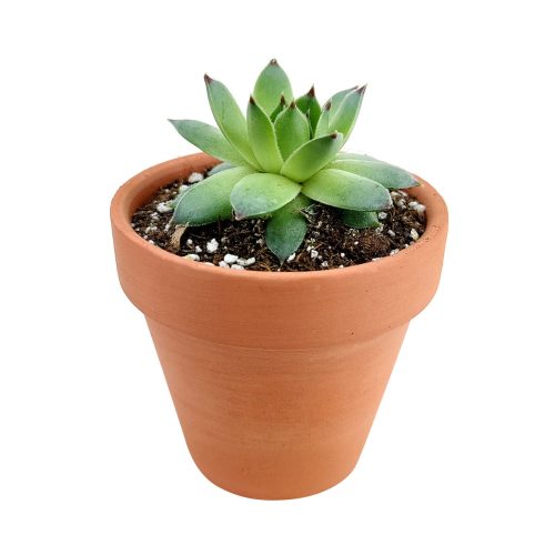 sempervivum calcareum for sale, succulent subscription, succulent plant, how to grow succulents, Succulents, succulents shop in California, succulent care guide, indoor succulents, Succulents shop near me, sempervivum calcareum in California, How to grow sempervivum calcareum, indoor succulents