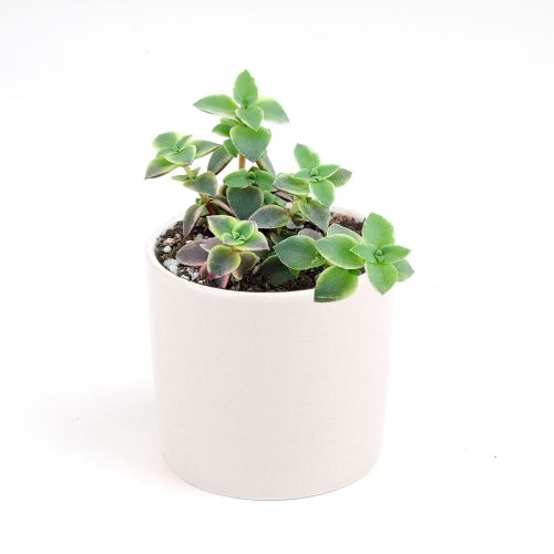 Calico kitten crassula for sale, Rare succulents, crassula varieties, succulent gift ideas, houseplant for home and office