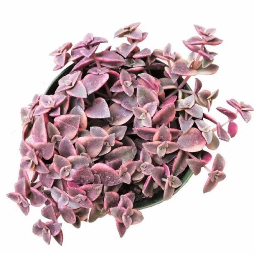 Calico Kitten Crassula grande 59257da0 885c 4d4c 8c10 887ae0f774c7