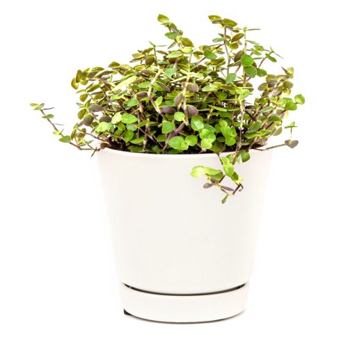 Callisia Repens Creeping Inch Plant, Turle Vine, Bolivian Jew, Succulents for sale, Best Indoor Plant, Creeping Basketplant, Succulent gift ideas, Succulent home decor