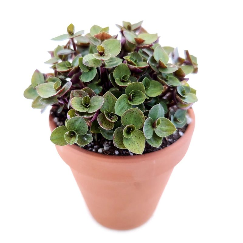 Callisia Repens Creeping Inch Plant, Turle Vine, Bolivian Jew, Succulents for sale, Best Indoor Plant, Creeping Basketplant, Succulent gift ideas, Succulent home decor, indoor plants online