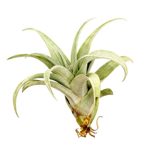 Tillandsia Capitata Yellow Dwarf Air Plant for sale, unique air plant gift decor ideas, How to care for Tillandsia Capitata Yellow Dwarf Air Plant, Tillandsia Capitata Yellow Dwarf Air Plant with care guide