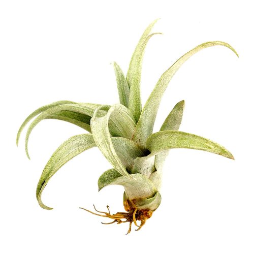 Capitata Dwart 3