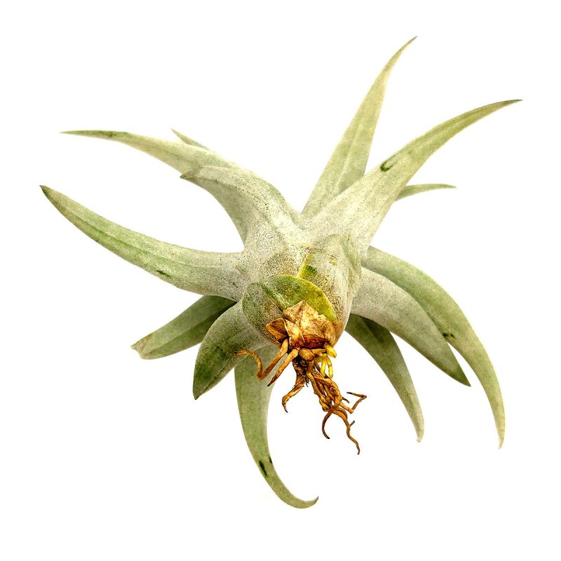 Capitata Dwart 4