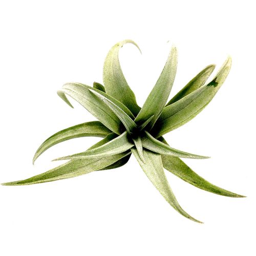 Capitata Dwart