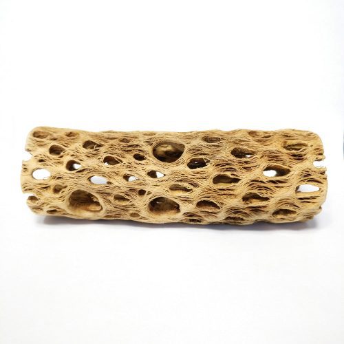 Cholla Wood 6 inch 2 1