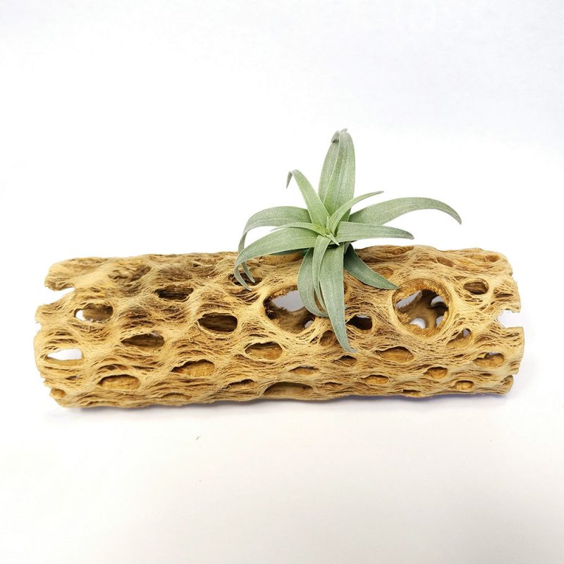 Cholla Wood 6 inch w 1