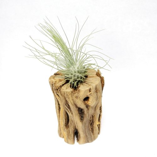 Cholla Wood Hardwood 1