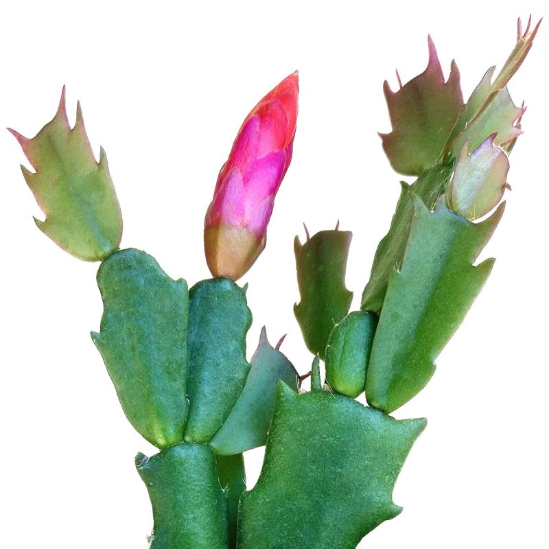 live 2 inch/ 4 inch/ 6 inch christmas cactus for sale online, Large christmas cactus where to buy, cactus for sale, cactus, cactus plant, christmas gift ideas, christmas decor ideas