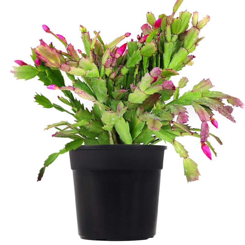 christmas cactus, thanksgiving cactus, how to care for a christmas cactus, thanksgiving cactus care, Christmas Cactus Thanksgiving Cactus for sale