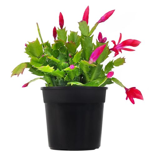 buy Christmas Cactus Thanksgiving Cactus online, Christmas Cactus Thanksgiving Cactus in ca, christmas cactus bloom, christmas cactus where to buy, yellow christmas cactus, christmas cactus plant, christmas cactus near me