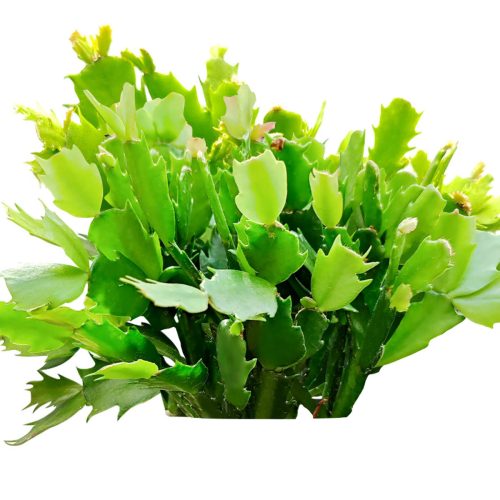 6 inch christmas cactus for sale near me, christmas cactus where to buy in usa, cactus blooming for sale online