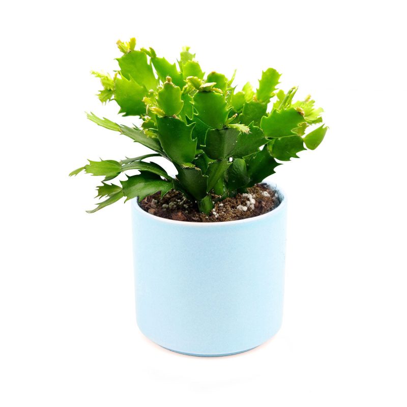 christmas cactus where to buy, 4 inch christmas cactus in blue cylinder ceramic pot for sale, christmas cactus as gift