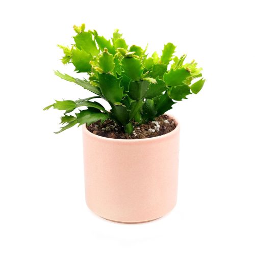 christmas cactus for sale, christmas cactus where to buy, buy 2 inch/ 4 inch/ 6 inch christmas cactus online, christmas cactus blooming for sale in California USA, Schlumbergera, Holiday Cactus, Thanksgiving Cactus, Easter Cactus, Live Christmas Cactus, Christmas Cactus Plant, Christmas Cactus Flowers, Buy Christmas Cactus Online, Christmas Cactus Gift, Christmas Cactus Decor, Christmas Cactus Care