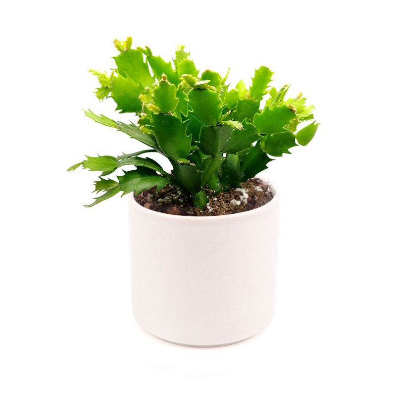 Christmas Cactus Plants for Sale, Christmas Cactus Where to Buy, Best place to buy Christmas Cactus online, Succulent gift ideas