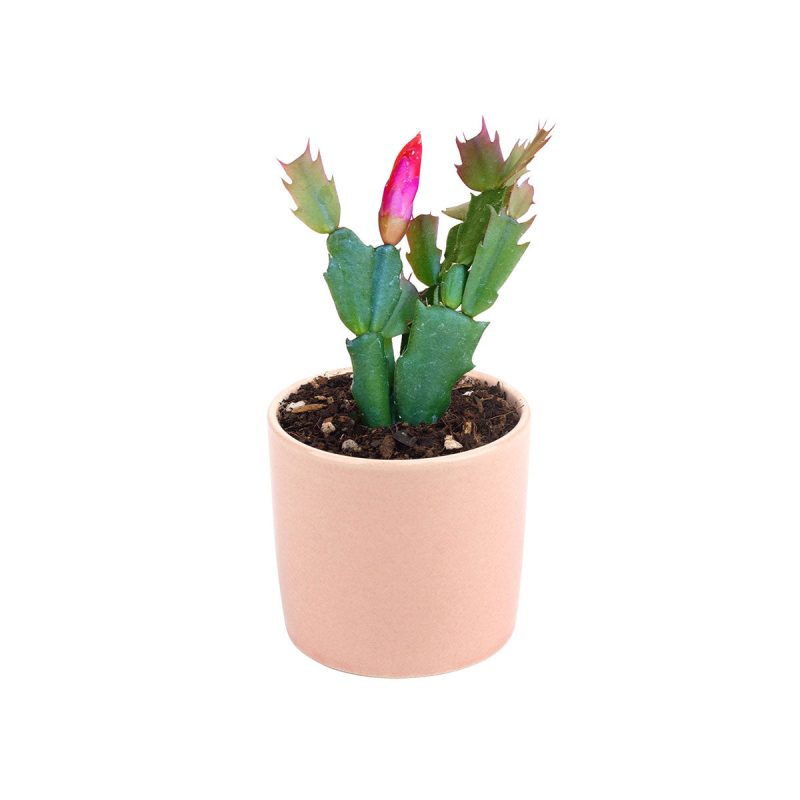 Pink Christmas Cactus for sale, Red Christmas Cactus for Sale, White Christmas Cactus for sale near me, Christmas Succulents for sale