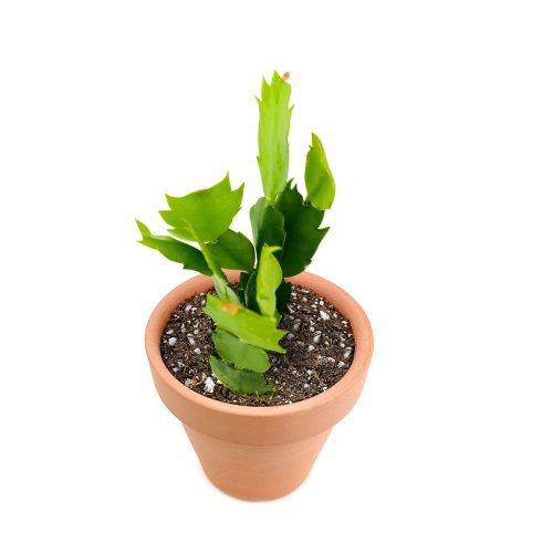 best place to buy christmas cactus online, 2 inch christmas cactus in terracotta pot for sale